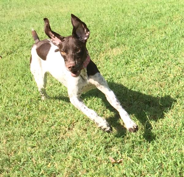 /images/uploads/southeast german shorthaired pointer rescue/segspcalendarcontest2019/entries/11749thumb.jpg